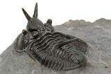 Devil Horned Cyphaspis Walteri Trilobite - Mrakib, Morocco #196642-3